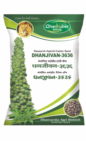 Dhanjivan - 3636 (Research Castor)