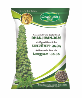 Dhanjivan - 3636 (Research Castor)