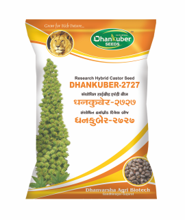 Dhankuber - 2727 (Research Castor)