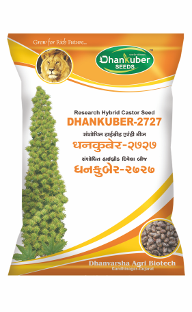 Dhankuber - 2727 (Research Castor)